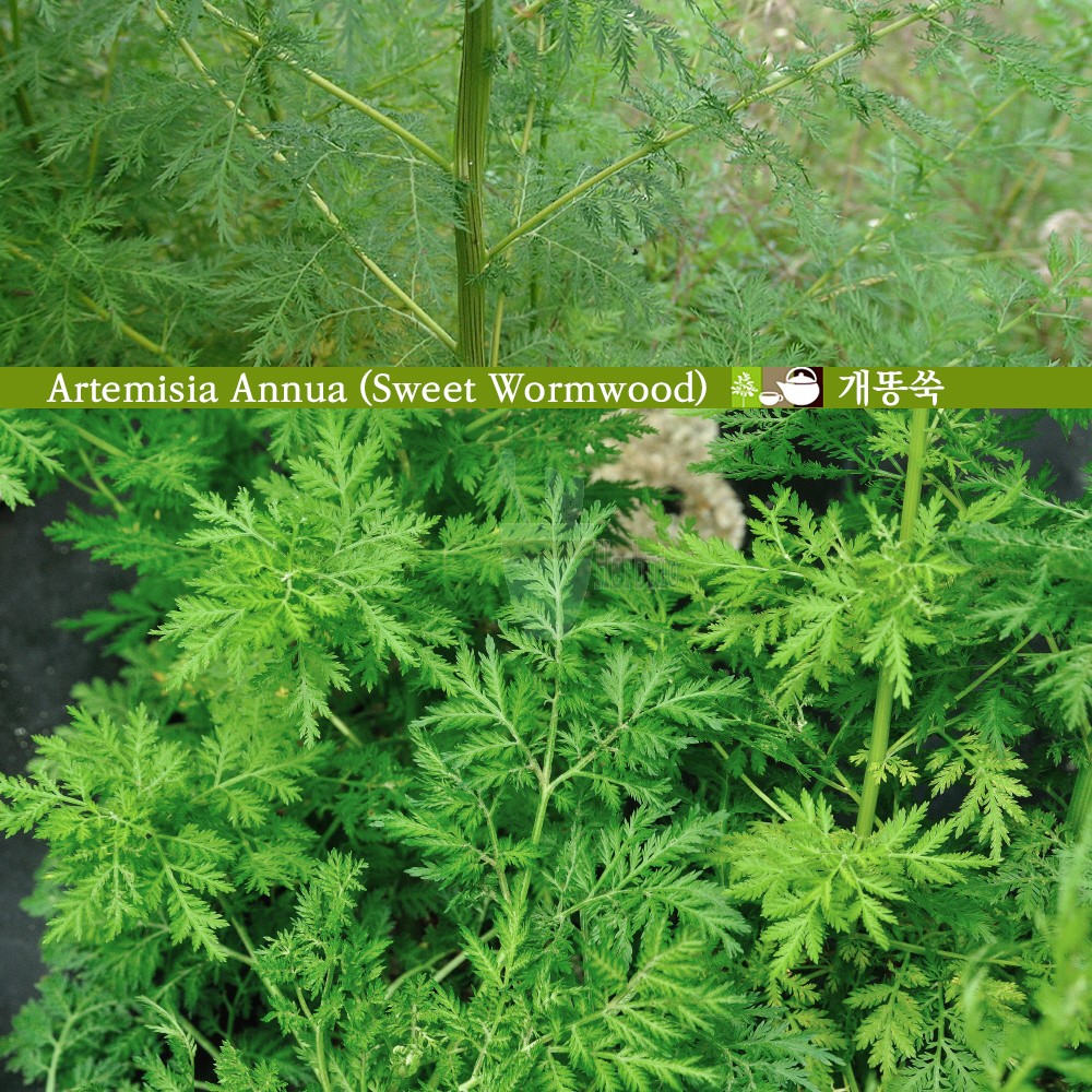 Artemisia annua (Sweet wormwood)