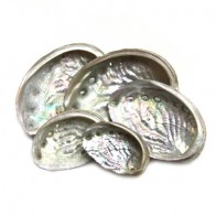 Abalone Shell (Ear Shell)