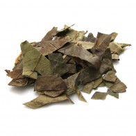 Loquat Leaf (Eriobotrya Japonica)