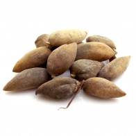 Melaphis Chinensis