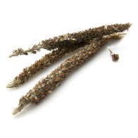 Rock Pine (Orostachys Japonica)