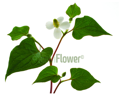 Houttuynia_Cordata_leafnflower